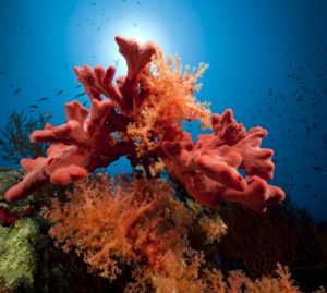 Barriere coralline nel Mediterraneo: 160 siti in Italia