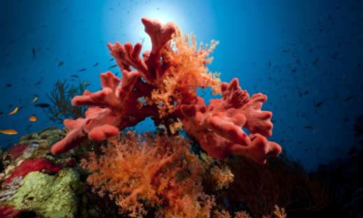 Coralli marini e specie aliene nei mari italiani