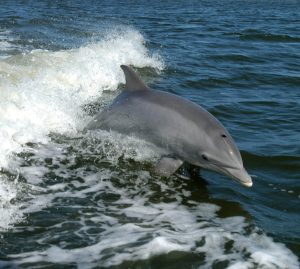 Al mare, in Italia, in compagnia dei delfini