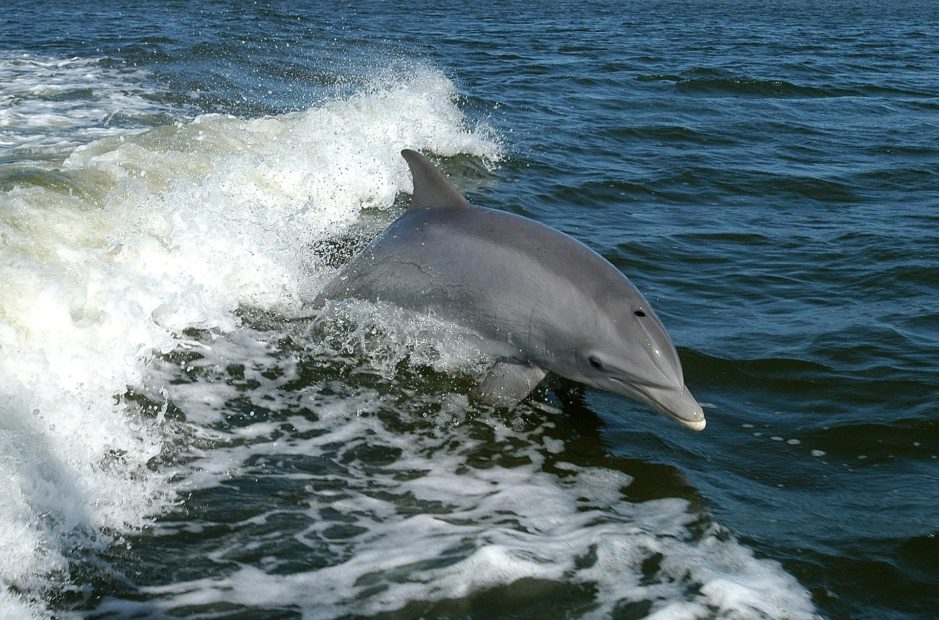 Al mare, in Italia, in compagnia dei delfini