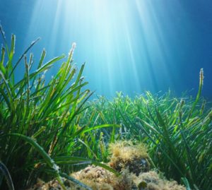 Ambiente: l'utilità delle "foreste" dei fondali marini