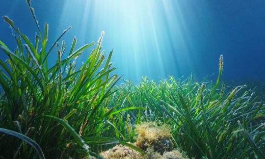 Ambiente: l'utilità delle "foreste" dei fondali marini