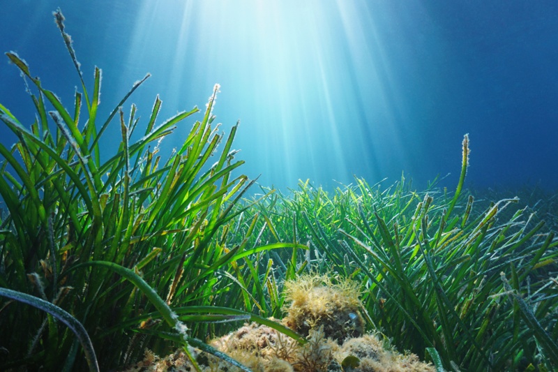 Ambiente: l'utilità delle "foreste" dei fondali marini