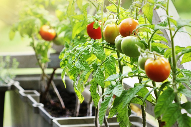 pomodoro orti in città