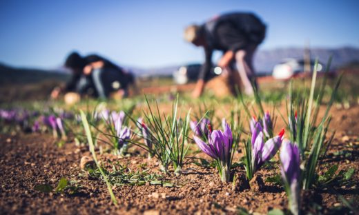 "Coltivatori di Emozioni": la social farming italiana che sostiene le eccellenze enogastronomiche del Paese