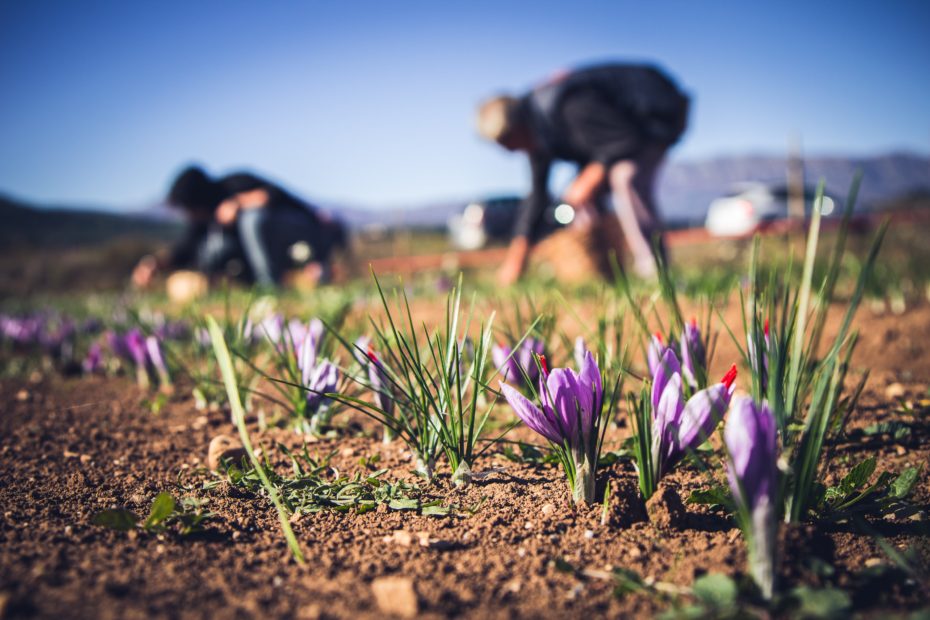 "Coltivatori di Emozioni": la social farming italiana che sostiene le eccellenze enogastronomiche del Paese