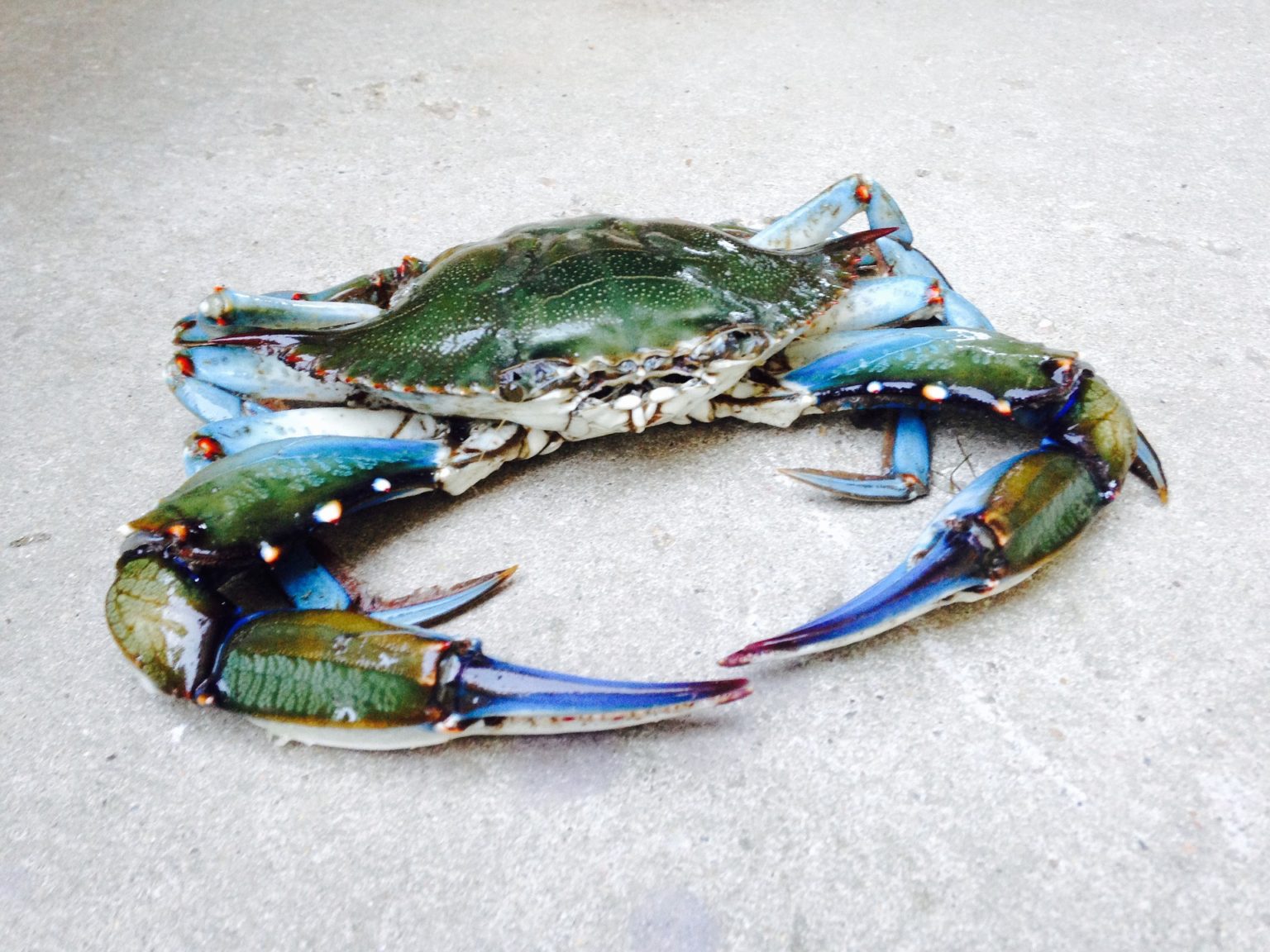 Al Granchio Blu Piacciono Le Vongole Pescatori In Difficolt 