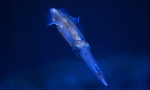 Calamari e "orsetti" nello spazio: il 3 giugno in orbita