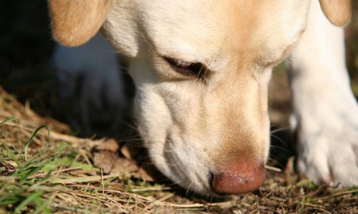 Covid: i cani da fiuto potrebbero aiutare lo screening negli aeroporti