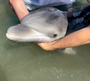 Venezia: il delfino trovato morto non è Mimmo