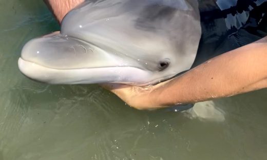 Venezia: il delfino trovato morto non è Mimmo