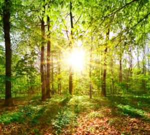 In Italia cresce il verde. Dagli alberi, benefici anche economici