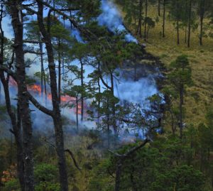 Incendi boschivi: l’UE prepara la flotta per contrastare l’emergenza
