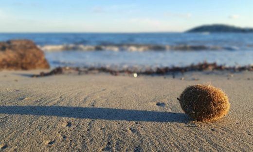 Salvaguardia del mare: le “Palle di Nettuno” trappole per la plastica
