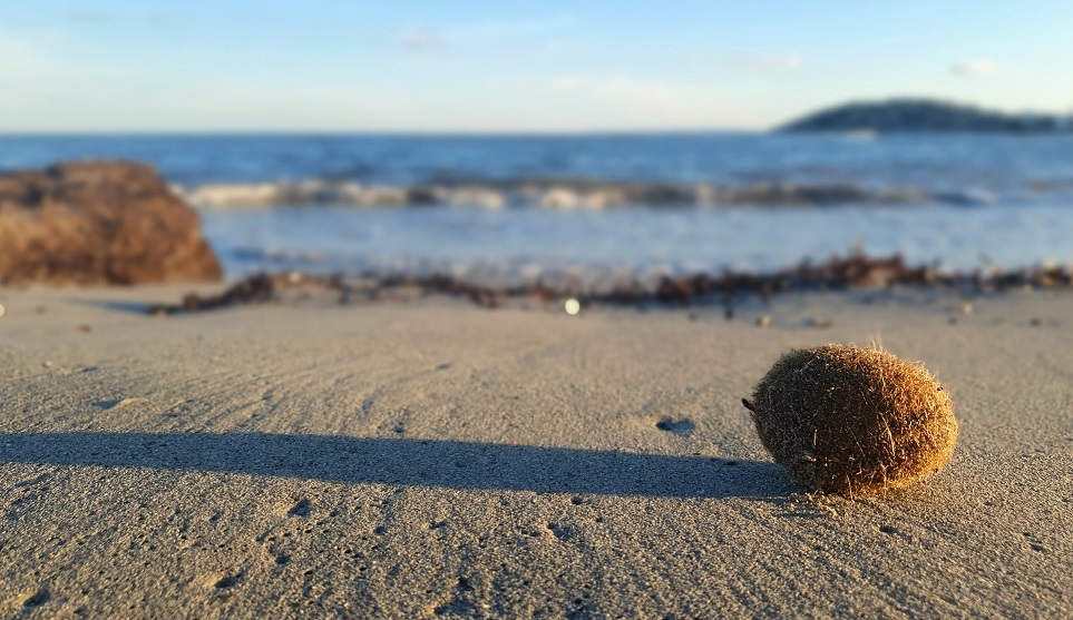 Salvaguardia del mare: le “Palle di Nettuno” trappole per la plastica