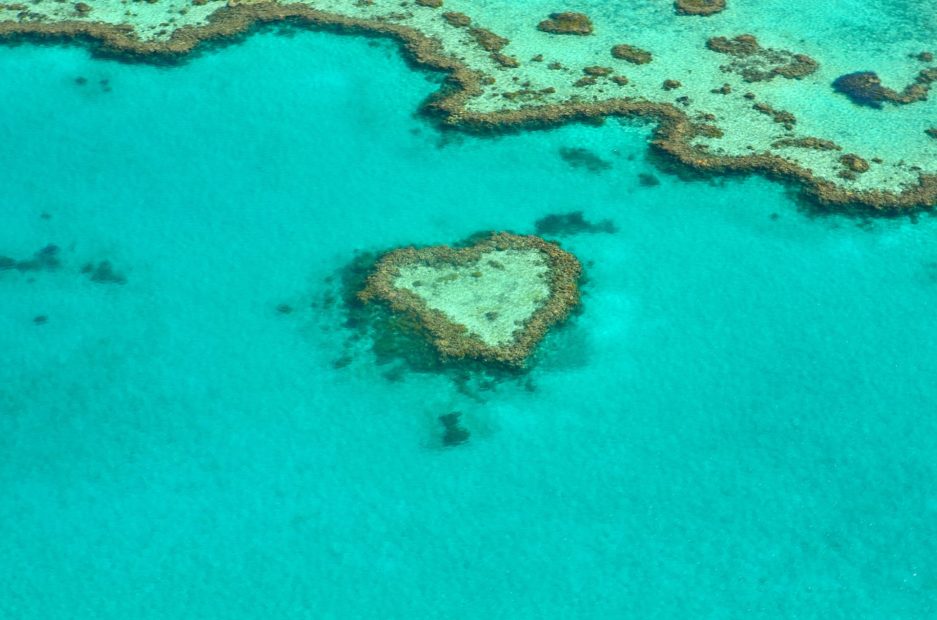La curcumina difende i coralli dal cambiamento climatico