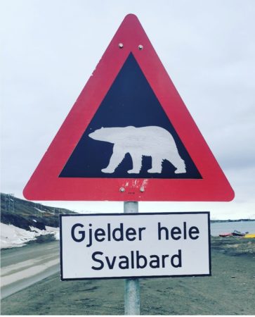 Polar bear attention!