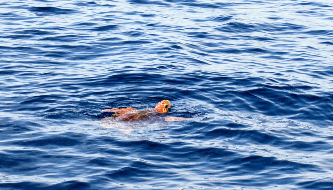 Tartarughe: è record di nidi nel Mediterraneo