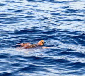 Tartarughe: è record di nidi nel Mediterraneo