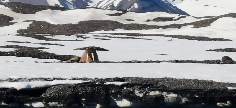 Tricheco Svalbard Norvegia