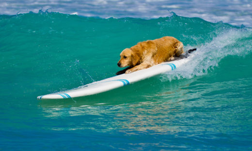 Giornata mondiale del cane: l'Italia è pet-friendly. Quattrozampe in vacanza