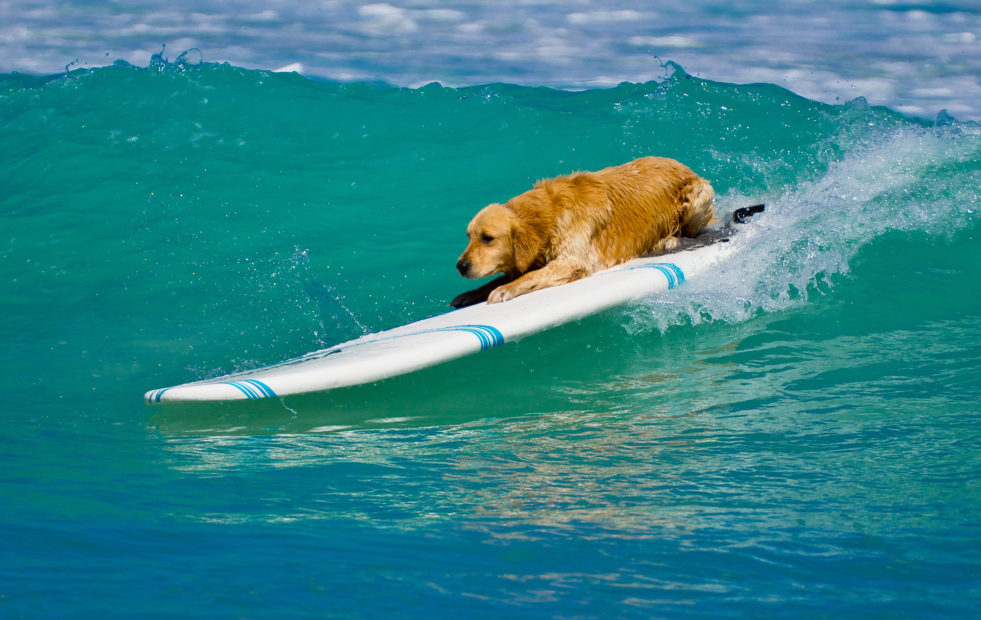 Giornata mondiale del cane: l'Italia è pet-friendly. Quattrozampe in vacanza