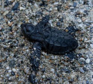 Tartaruga marina Caretta caretta: primo caso di nidificazione in Liguria