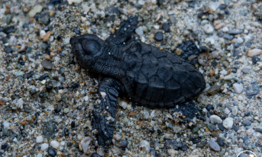 Tartaruga marina Caretta caretta: primo caso di nidificazione in Liguria