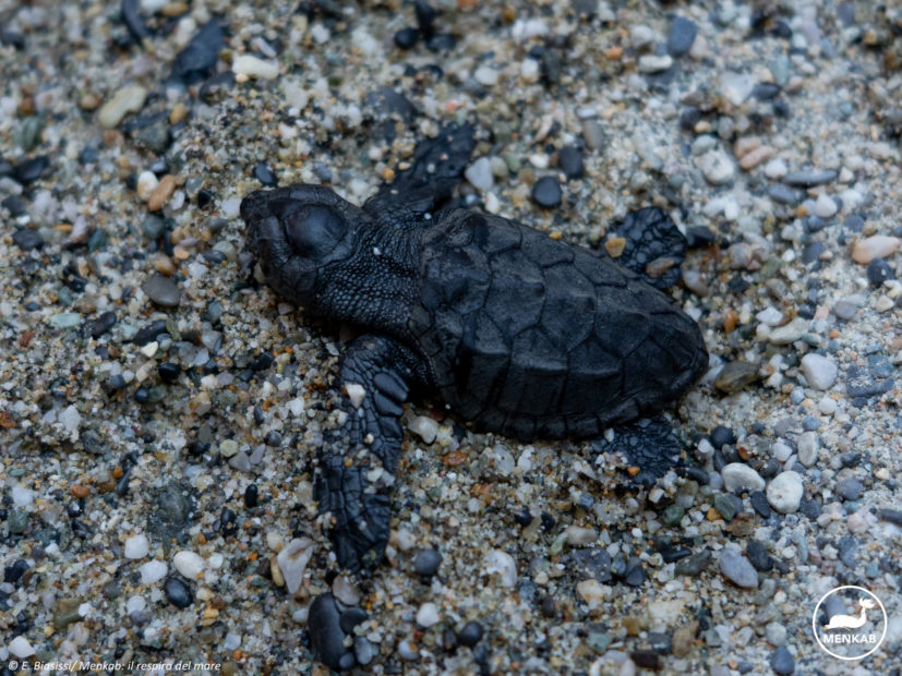 Tartaruga marina Caretta caretta: primo caso di nidificazione in Liguria