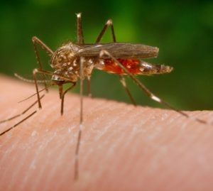 E’ arrivata in Italia la zanzara giapponese: come riconoscerla e difendersi