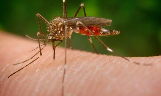 E’ arrivata in Italia la zanzara giapponese: come riconoscerla e difendersi