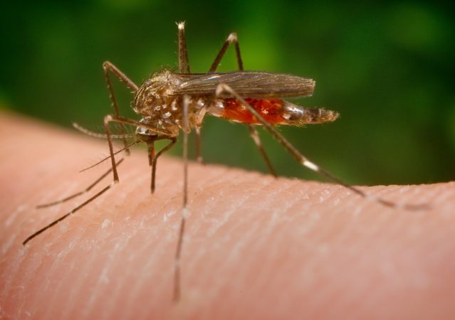 Zanzara giapponese