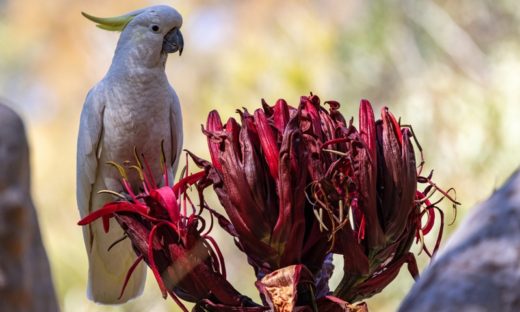 Cambiamenti climatici: gli animali rispondono con becchi e code più grandi