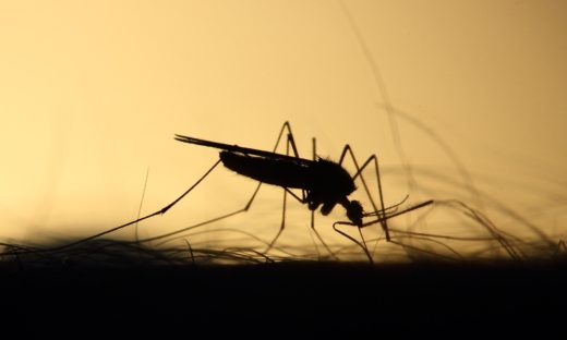 Arbovirus: dobbiamo ancora difenderci dalle zanzare