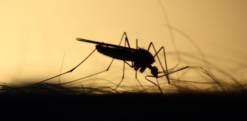 zanzara giapponese