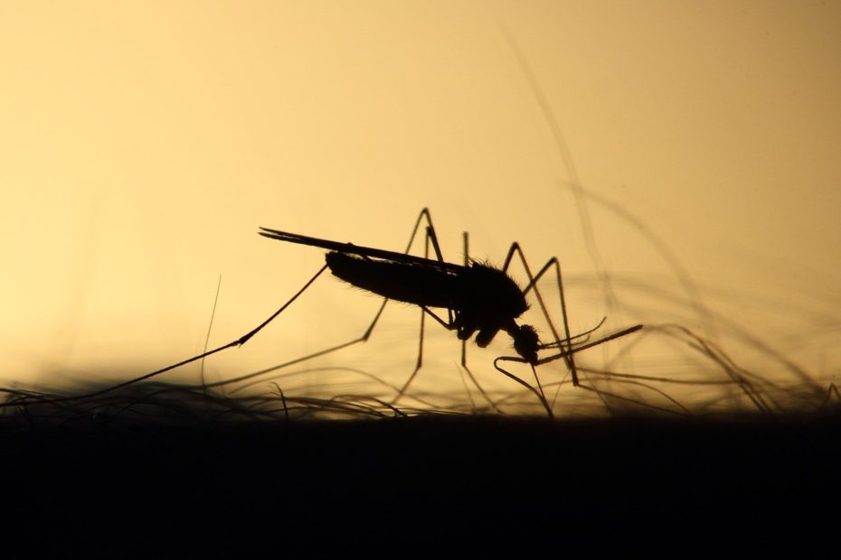 Arbovirus: dobbiamo ancora difenderci dalle zanzare