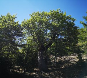 Demetra: è sull’Aspromonte la quercia più antica del mondo