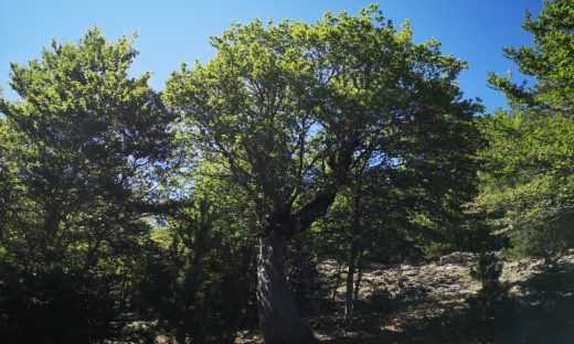 Demetra: è sull’Aspromonte la quercia più antica del mondo