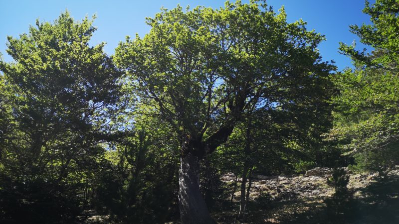 quercia