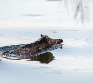 Dopo i delfini e il capriolo, in laguna, a Venezia, è il tempo dei cinghiali