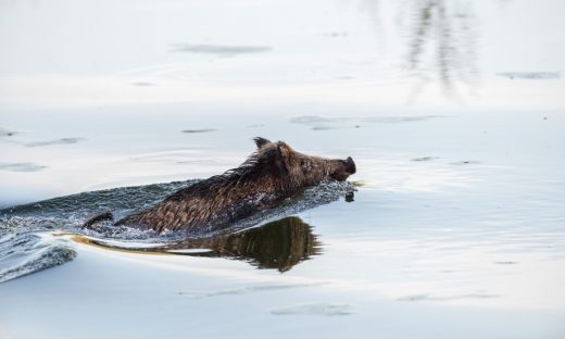 Dopo i delfini e il capriolo, in laguna, a Venezia, è il tempo dei cinghiali