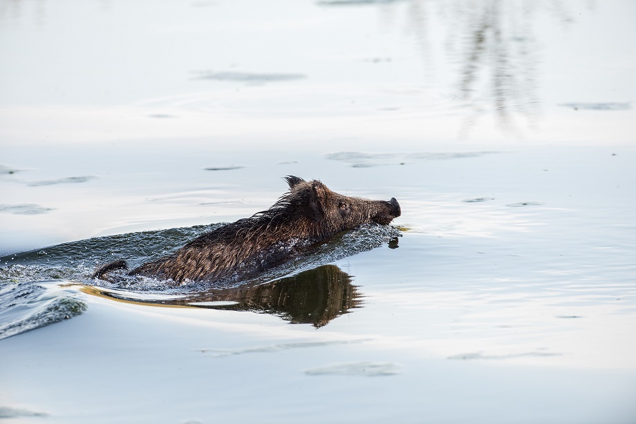 Dopo i delfini e il capriolo, in laguna, a Venezia, è il tempo dei cinghiali