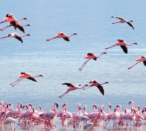 Un fenicottero tra i negozi all’ora di punta