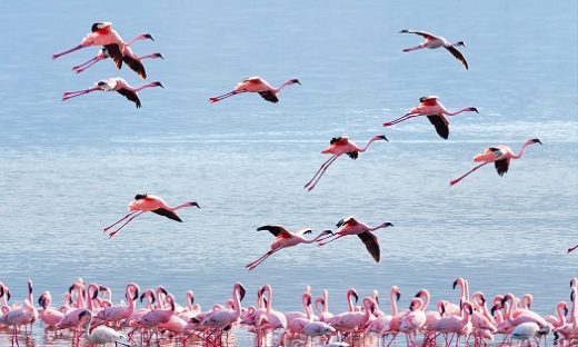 Un fenicottero tra i negozi all’ora di punta