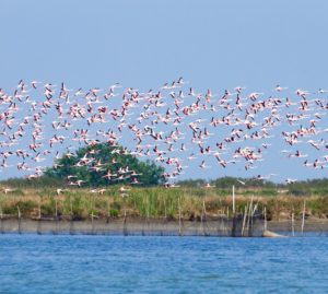 Il fenicottero rosa: una presenza sempre più diffusa in Italia