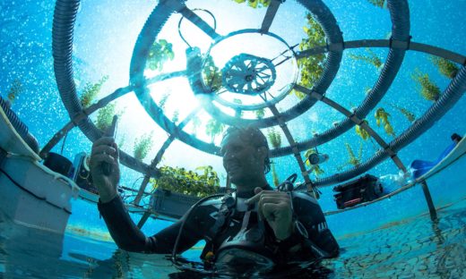 Si trova in Liguria il primo orto subacqueo al mondo