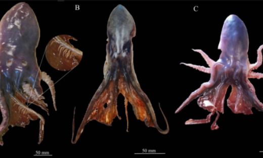 Biodiversità: in Puglia e Sardegna è arrivato Tremoctopus