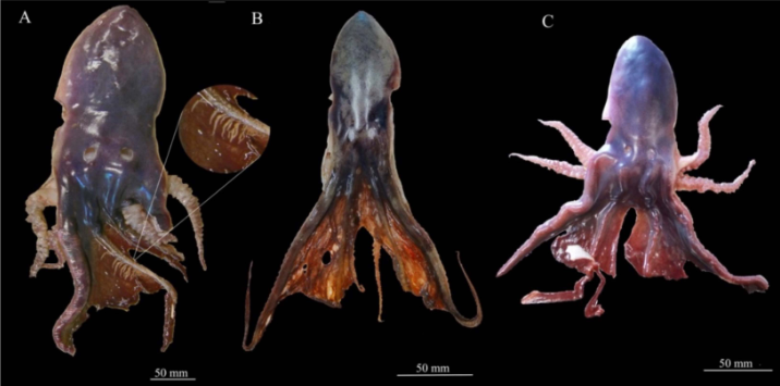 Biodiversità: in Puglia e Sardegna è arrivato Tremoctopus