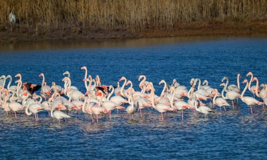 Parco Delta del Po: lavori al via entro fine anno