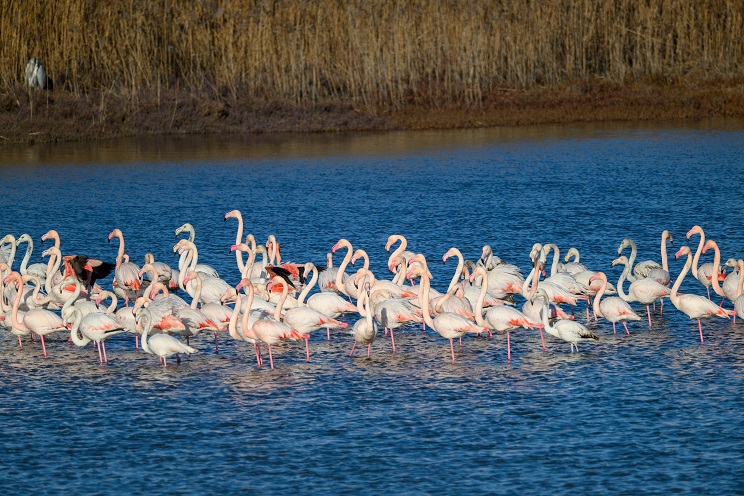 Parco Delta del Po: lavori al via entro fine anno